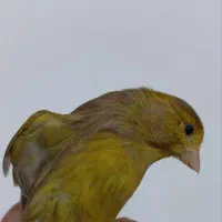 قناری ماده سبز زیتونی اماده پس کوزه