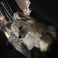 سگ پامر فروشی