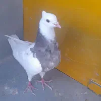 کفتر یا کبوتر طوقی|پرنده|مبارکه, |دیوار