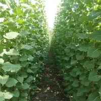 نهال صنوبر با کیفیت  ارسال سریع به سراسر کشور