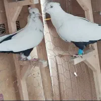 جفت دم سیاه  یک و دویست