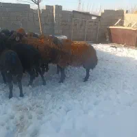 بره نر نصف گوشت|حیوانات مزرعه|اردبیل, |دیوار