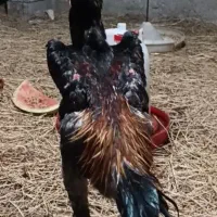 اوشامو