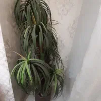 نخل زینتی با گلدان سرامیک هخامنشی|گل مصنوعی|شهریار, شهریار|دیوار