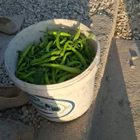حراج فلفل ترشی