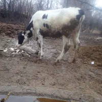 گاو شیری|حیوانات مزرعه|سلطانیه, |دیوار