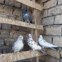 کفتر نر و ماده