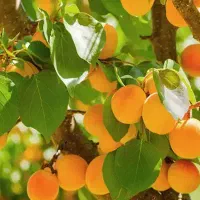 خدمات تخصصی باغبانی|خدمات باغبانی و درختکاری|گناباد, |دیوار