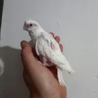 جوجه البینیو ولوتینیو زعفرانی سرلاکی|پرنده|شاهرود, |دیوار