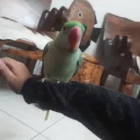طوطی خونگی هشت ماه فول اهلی