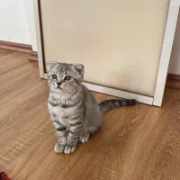 گربه اسکاتیش گوش‌ کوتاه