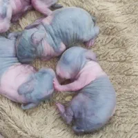 قبل خرید خرگوش به این گروه بیا تلگرام judibetty