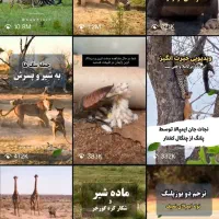 پیج 11 کا حیات وحش اینستاگرام