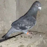 سه لنگ گرفتنی آخرت