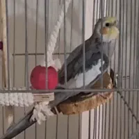 عروس هلندی مولد نر سخنگو وجوجه ها