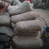 ذرت علوفه ای