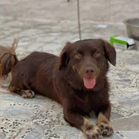 سگ پا کوتاه|سگ|علی‌آباد کتول, |دیوار