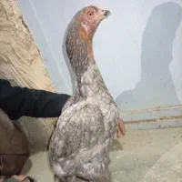 مرغ معامله‌ای