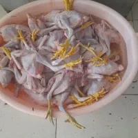 مرغ.محلی تابش|حیوانات مزرعه|دهدشت, |دیوار