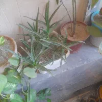 چیدن علف با دستگاه