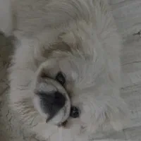 واگذاری سگ پیکینیز نر و ماده