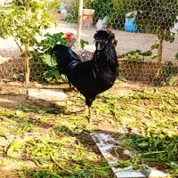 مرغ و خروس ایام سمانی|حیوانات مزرعه|شیراز, باغشهر اهل بیت|دیوار