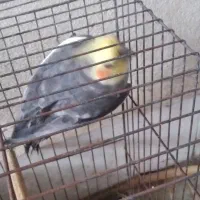 عروس هلندی نر|پرنده|لاهیجان, کوی زمانی|دیوار