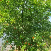 فروش-ویلای-300-متری-در-فومن