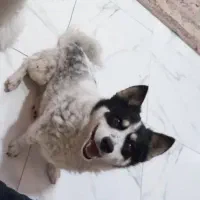 سگ پا کوتاه|سگ|شهریار, شهرک امیریه|دیوار