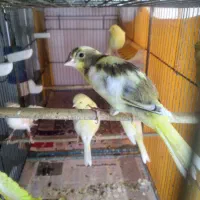 جوجه قناری|پرنده|محمدشهر, ولدآباد|دیوار