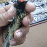 گلبسر گل درشت سقا قناری