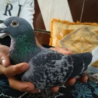 کفتره مسابقات تازه گرفتم