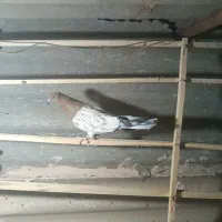 کبوتر|پرنده|قم, شهرک امام حسن|دیوار