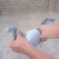 کفتر چاشنی بازی زد خوردی