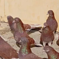 کبوتر سرخ کاشانی|پرنده|اصفهان, منتظرالمهدی|دیوار