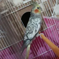 عروس هلندی