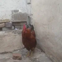 خورس|حیوانات مزرعه|تبریز, |دیوار