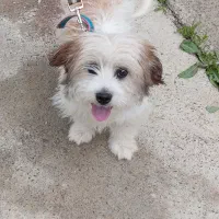 سگ پا کوتاه نژاد شیتزو