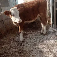 گوساله ماده قرمز سمینتال و جوانه هلشتاین|حیوانات مزرعه|هلالی, |دیوار
