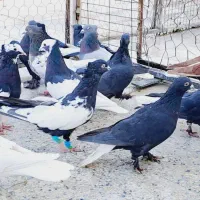 کبوتر بهبونی