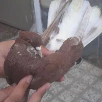 سرخ چونه سفید کاکولی دم سفید چشم زده