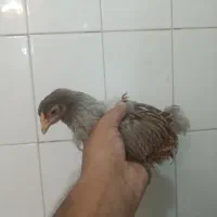 ۶عددنیمچه مرغ خروس ویاندوت اورنج وارداتی کلکسیونی|حیوانات مزرعه|تهران, شهرک رضویه|دیوار