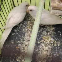 مرغ عشق هلندی