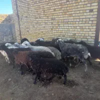 گوسفند