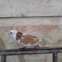 دوعدد کبوتر|حیوانات|خرم‌آباد, |دیوار