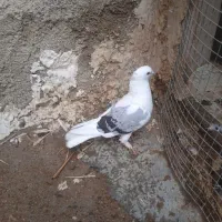 نرمست|پرنده|بندر گناوه, |دیوار