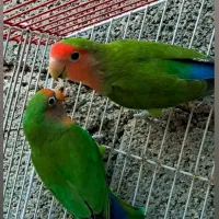 طوطی برزیلی