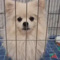 واگذاری سگ پامر