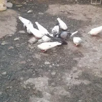 کبوتر|پرنده|لاهیجان, آهندان|دیوار