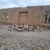 قو غاز|حیوانات مزرعه|سنگدوین, |دیوار